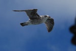 Southern black-backed gull | Karoro. Second-year bird in flight. Wellington Harbour, October 2007. Image © Peter Reese by Peter Reese.