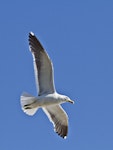 Southern black-backed gull | Karoro. Adult in flight. Mount Maunganui, February 2011. Image © Raewyn Adams by Raewyn Adams.