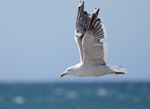 Southern black-backed gull | Karoro. Adult in flight. Tata Beach, Golden Bay, April 2023. Image © Glenn Pure by Glenn Pure.