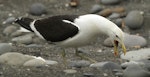 Southern black-backed gull | Karoro. Adult calling. Turakina River estuary, January 2011. Image © Ormond Torr by Ormond Torr.