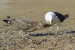 Southern black-backed gull | Karoro. Adult regurgitating food for young. Russell, Bay of Islands, April 2011. Image © Bruce Buckman by Bruce Buckman.