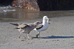 Southern black-backed gull | Karoro. Juvenile begging for food from adult. Whakatane, March 2012. Image © Raewyn Adams by Raewyn Adams.