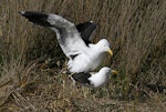 Southern black-backed gull | Karoro. Pair copulating on nest. Whangaehu River estuary, November 2010. Image © Ormond Torr by Ormond Torr.