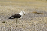 Southern black-backed gull | Karoro. Adult with tern chick prey. Awarua Bay, December 2014. Image © Glenda Rees by Glenda Rees.