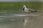 Southern black-backed gull | Karoro. Immature bird holding a duckling. Auckland, September 2015. Image © Bartek Wypych by Bartek Wypych.