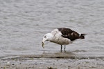 Southern black-backed gull | Karoro. Immature bird eating a cushion star. Tauranga, February 2012. Image © Raewyn Adams by Raewyn Adams.