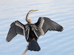 Darter. Adult female. Lake Ginninderra Peninsula, Australian Capital Territory, June 2018. Image © Glenn Pure 2018 birdlifephotography.org.au by Glenn Pure.