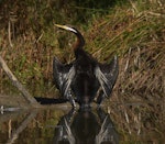 Darter. Male drying wings. Melbourne, Victoria, Australia, June 2008. Image © Sonja Ross by Sonja Ross.