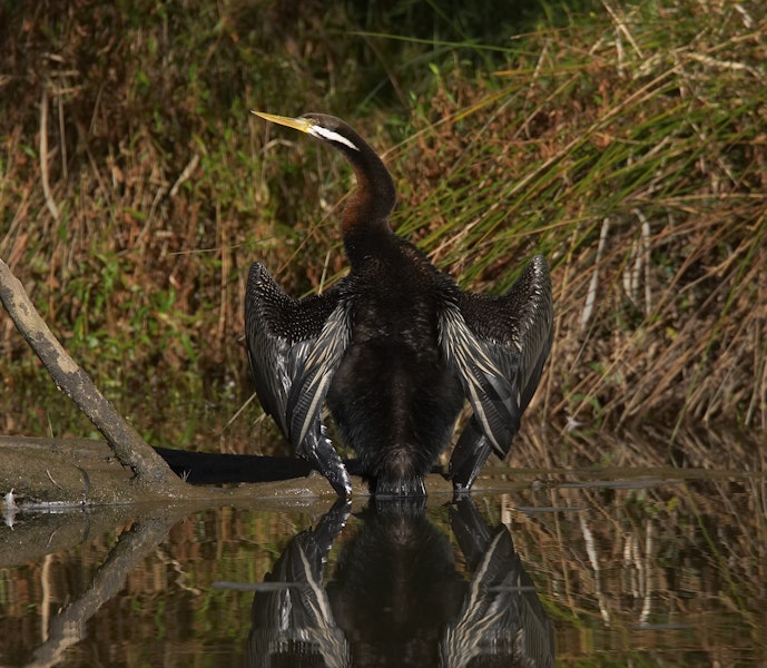 Darter. Male drying wings. Melbourne, Victoria, Australia, June 2008. Image © Sonja Ross by Sonja Ross.