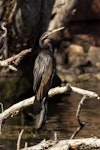 Darter. Adult male. Ord River at Lake Argyle, Kimberley, Western Australia, August 2014. Image © Roger Smith by Roger Smith.