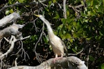 Darter. Adult female. Causeway, Kinka Beach, Queensland. Image © Noel Knight by Noel Knight.