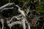 Darter. Adult female. Causeway, Kinka Beach, Queensland. Image © Noel Knight by Noel Knight.