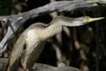 Darter. Adult female. Causeway, Kinka Beach, Queensland. Image © Noel Knight by Noel Knight.