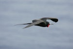 Great frigatebird. Adult male in breeding plumage in flight. Christmas Island, Indian Ocean, January 2009. Image © David Boyle by David Boyle.