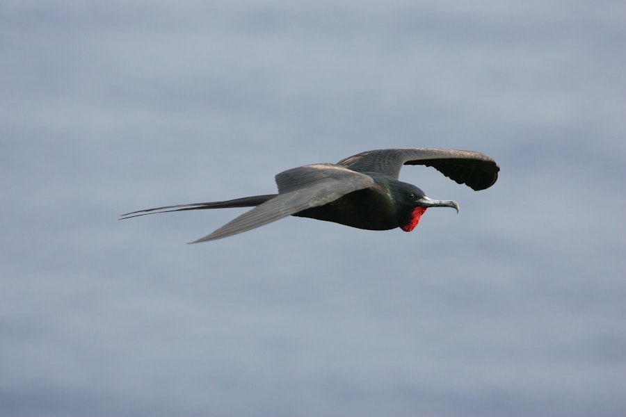 Great frigatebird. Adult male in breeding plumage in flight. Christmas Island, Indian Ocean, January 2009. Image © David Boyle by David Boyle.