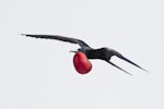 Great frigatebird. Adult male in flight with display pouch distended. February 2009. Image © John Barkla 2011 birdlifephotography.org.au by John Barkla.