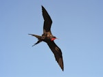 Great frigatebird. Adult male in flight. Rocky Point, Christmas Island, February 2016. Image © Pam Kenway 2016 birdlifephotography.org.au by Pam Kenway.