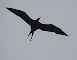 Great frigatebird. Adult male in flight. Raoul Island, Kermadec Islands, January 2009. Image © Gareth Rapley by Gareth Rapley.