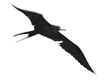 Great frigatebird. Adult male in flight. Meyer Islands (Kermadecs), March 2021. Image © Scott Brooks (ourspot) by Scott Brooks.