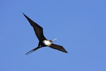 Great frigatebird. Adult female in flight. Christmas Island, Indian Ocean, January 2009. Image © David Boyle by David Boyle.