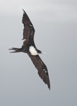 Great frigatebird. Adult female in flight. Michaelmas Cay, Queensland, Australia, November 2018. Image © Ian Wilson 2019 birdlifephotography.org.au by Ian Wilson.