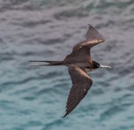 Great frigatebird. Adult female in flight. Norfolk Island, January 2017. Image © Imogen Warren by Imogen Warren.