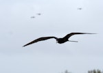 Great frigatebird. Adult male. Ile Europa, Mozambique Channel, November 2008. Image © James Russell by James Russell.