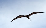 Great frigatebird. Adult male. Ile Europa, Mozambique Channel, November 2008. Image © James Russell by James Russell.