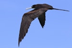 Great frigatebird. Adult female in flight. Michaelmas Cay, Queensland, December 2018. Image © William Betts 2019 birdlifephotography.org.au by William Betts.