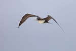 Great frigatebird. Adult female in flight. Michaelmas Cay, Queensland, November 2018. Image © Peter Owen 2018 birdlifephotography.org.au by Peter Owen.