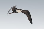 Great frigatebird. Adult female in flight. Michaelmas Cay, Queensland, November 2018. Image © Ian Wilson 2019 birdlifephotography.org.au by Ian Wilson.