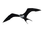 Great frigatebird. Adult female in flight. Meyer Islands (Kermadecs), March 2021. Image © Scott Brooks (ourspot) by Scott Brooks.