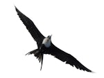 Great frigatebird. Adult female in flight. Meyer Islands (Kermadecs), March 2021. Image © Scott Brooks (ourspot) by Scott Brooks.