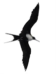 Great frigatebird. Adult female in flight. Meyer Islands (Kermadecs), March 2021. Image © Scott Brooks (ourspot) by Scott Brooks.