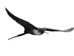 Great frigatebird. Adult female in flight. Meyer Islands (Kermadecs), March 2021. Image © Scott Brooks (ourspot) by Scott Brooks.