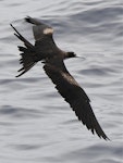 Great frigatebird. Adult female in flight. Meyer Islands (Kermadecs), March 2021. Image © Scott Brooks (ourspot) by Scott Brooks.