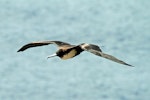 Great frigatebird. Adult female in flight. Norfolk Island, March 2011. Image © Duncan Watson by Duncan Watson.