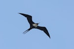 Great frigatebird. Adult female in flight. Kīlauea Point National Wildlife Refuge, June 2014. Image © Leon Berard by Leon Berard.