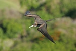 Great frigatebird. Adult female in flight. Christmas Island, Indian Ocean, January 2009. Image © David Boyle by David Boyle.