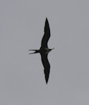 Great frigatebird. Adult female in flight. Raoul Island, Kermadec Islands, January 2009. Image © Gareth Rapley by Gareth Rapley.