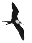 Great frigatebird. Immature female in flight. Meyer Islands (Kermadecs), March 2021. Image © Scott Brooks (ourspot) by Scott Brooks.