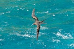 Great frigatebird. Adult female in flight. Kīlauea Point National Wildlife Refuge, June 2014. Image © Leon Berard by Leon Berard.