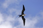 Great frigatebird. Juvenile in flight. Christmas Island, Indian Ocean, January 2009. Image © David Boyle by David Boyle.