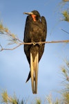 Great frigatebird. Adult male. Ile Europa, Mozambique Channel, November 2008. Image © James Russell by James Russell.