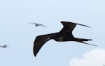 Great frigatebird. Subadult male. Ile Europa, Mozambique Channel, November 2008. Image © James Russell by James Russell.