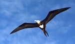 Great frigatebird. Juvenile. Ile Europa, Mozambique Channel, November 2008. Image © James Russell by James Russell.