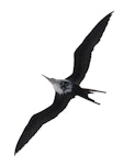 Great frigatebird. Immature female in flight. Meyer Islands (Kermadecs), March 2021. Image © Scott Brooks (ourspot) by Scott Brooks.