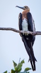 Great frigatebird. Juvenile perched. Christmas Island, November 2013. Image © John Stirling 2014 birdlifephotography.org.au by John Stirling.