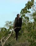 Great frigatebird. Adult male. Ile Europa, Mozambique Channel, November 2008. Image © James Russell by James Russell.