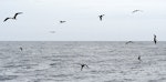 Great frigatebird. Flock of 10 birds. Meyer Islands (Kermadecs), March 2021. Image © Scott Brooks (ourspot) by Scott Brooks.